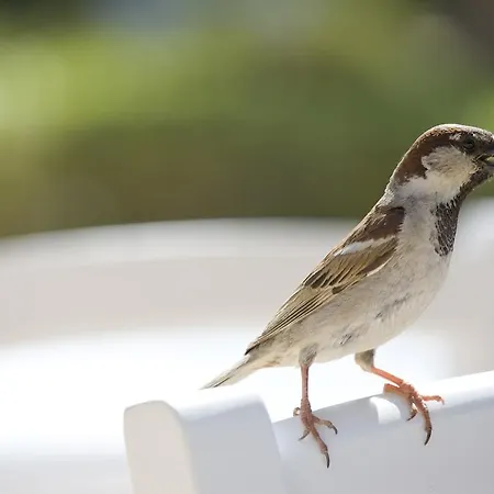 Sandy & - Ex Sentido 4* Larnaca