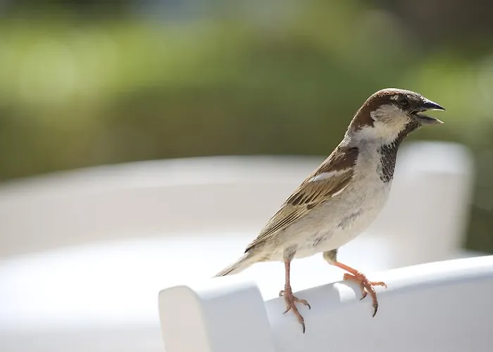 Sandy & - Ex Sentido 4* ラルナカ